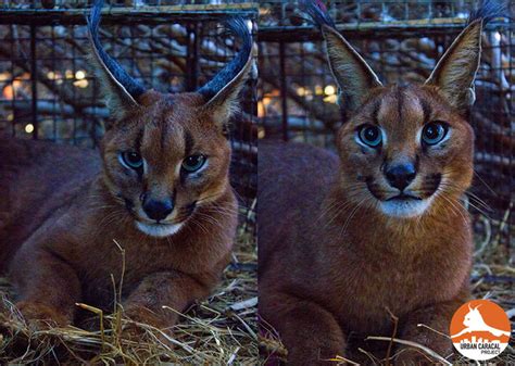Caracal Hit By Car On M3 Provides Insight Into Conservation Africa