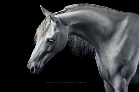 Pferdefotografie Equine Photography Fine Arte9q7016 Wiebke Haas