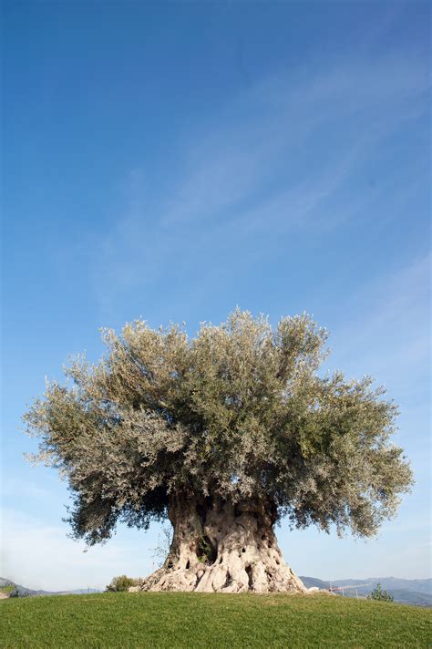 The Abundant Life Of The Olive Tree