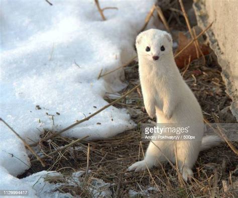 Snow Weasel Photos And Premium High Res Pictures Getty Images