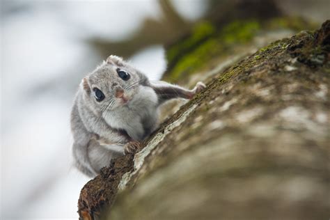 Siberian Flying Squirrel Pteromys Volans Very Hard To