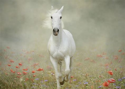 White Horse Running Through Poppies Greeting Card By Christiana Stawski