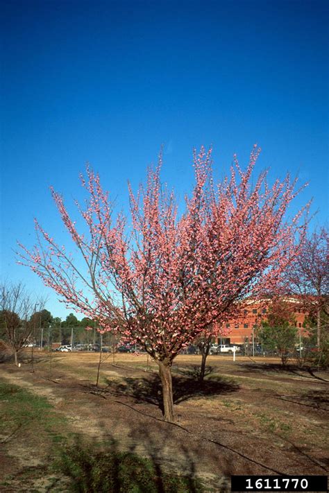 If it is grown in shade, it can hinder the development of its blossoms. Japanese apricot, Prunus mume (Rosales: Rosaceae) - 1611770