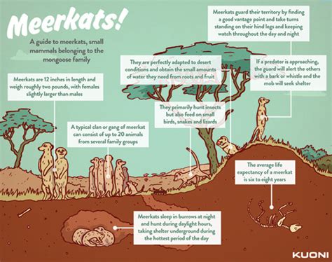 Discovering The Wonderful World Of Meerkats Kuoni Travel