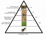 Images of Termite Food Chain