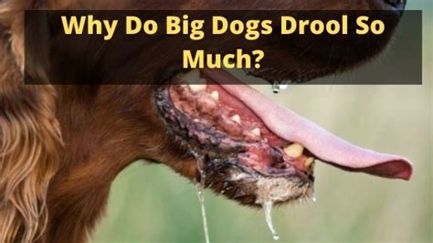 Why Do Big Dogs Drool So Much The Canine Expert