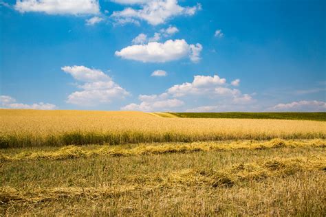 Wheat Field Free Stock Photo Public Domain Pictures