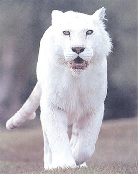 White Panther White Panther Albino Gods Creatures Rare Albino
