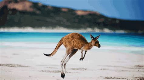 Travel To Kangaroo Island In South Australia Tripoz