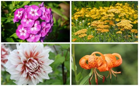 15 Perennials That Grow In Zone 8 Garden Lovers Club