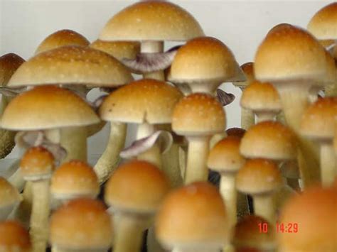 Magic Mushroom Hunters Stropharia Cubensis