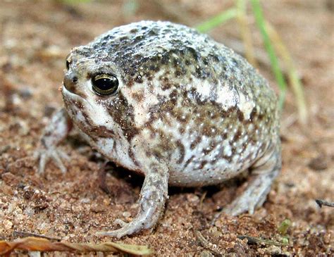 Desert Rain Frog Facts And Pictures