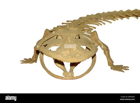 Skeleton Of Fossil Chinese Giant Salamander Showing Huge Jaws With