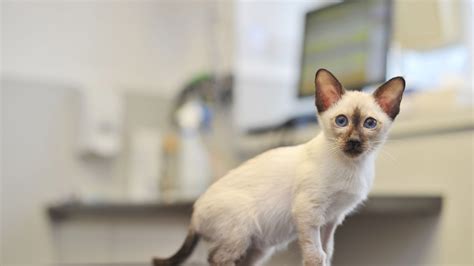 It should give a good idea of what you can expect. Milford Vet Hospital Price List | Vet Prices in Surrey ...