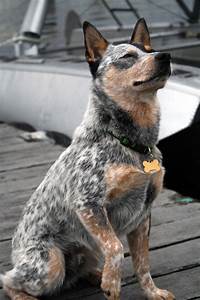 Australian Cattle Dog Breed Information Pictures More