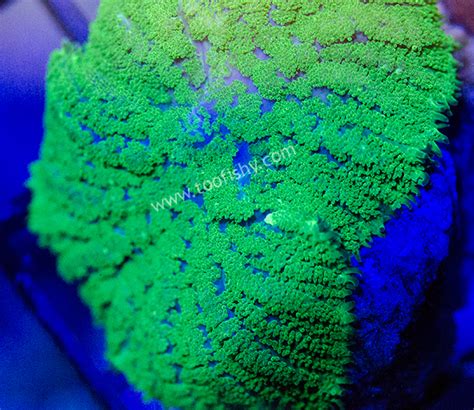 Something Fishy Aquarium Livestock Corals And Frags Mushrooms