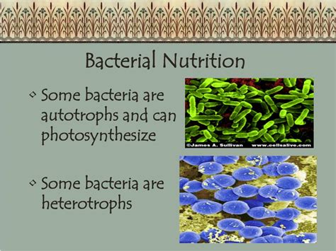 Ppt 6 Kingdoms Of Life Powerpoint Presentation Id410266