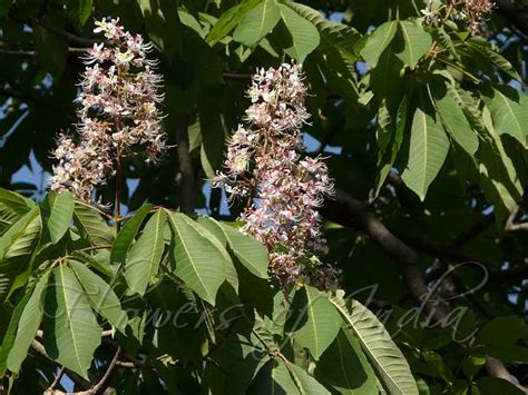 Aesculus Indica Indian Horse Chestnut