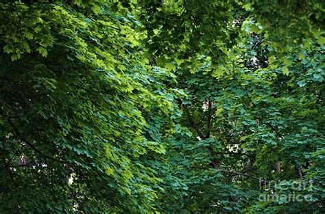 Urban Forest In Toronto Photograph By Maria Faria Rodrigues Fine Art