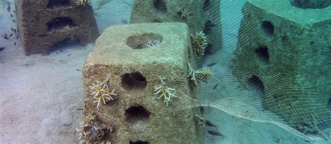 Dar Al Handasah Insights Artificial Reefs Oyster Reef Restoration