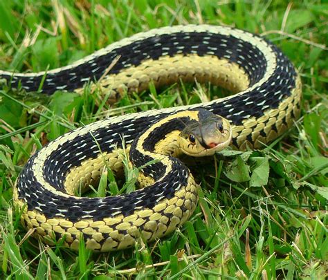 Wisconsin Garter Snake Garter Snake Beautiful Snakes Snake