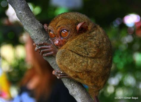 Tarsier Smallest Mammal With Some Huge Eyes On The Island Of Bohol