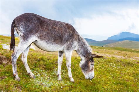 Grey Donkey Portrait Stock Image Image Of Mule Field 29516971