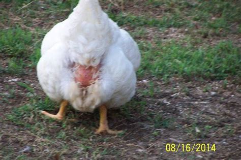 chicken butt for b bodies only classic mopar forum