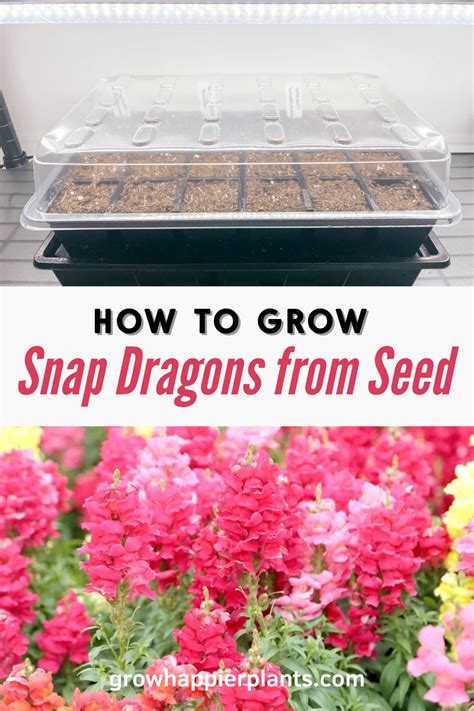 Growing Snapdragons From Seeds