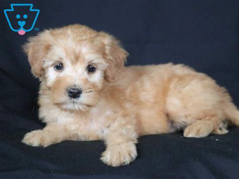 Posted on july 12, 2020 (july 13, 2020) by puppies.info. Bubbles | Whoodle - Mini Puppy For Sale | Keystone Puppies