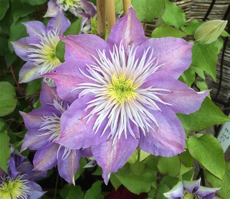 Clematis plants are divided into three basic groups. Clematis pruning simplified - Down to Earth