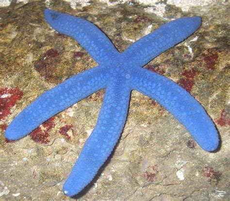 Han er fra et stift og smеborgerligt hjem, men mшdet med nabofamilien thamms, der har tvillingerne topsy (nonny sand) og mick (thomas alling) pе hans egen alder. The Stars of our Programs | Ocean Life Education