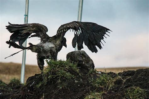 Bald Eagles Burned By Flaming Trash In Adak