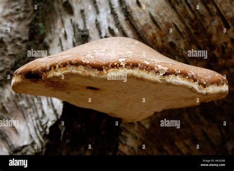 Single Birch Polypore Fungus Piptoporus Betulinus Growing On A Mossy