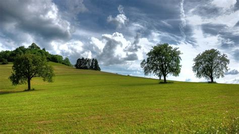 2560x1440 Trees Summer Grass Sky Clouds Air Wallpaper