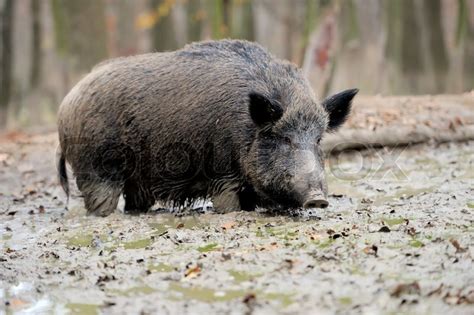 Wild Young Boar In Autumn Forest Stock Image Colourbox