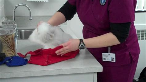 Cat restraint bag for giving fluids. Cat Bag Restraint Device - YouTube