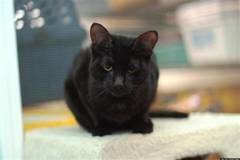 It will be a great evening of music, food, amazing raffle and silent auction items, and open bar! Chicago-Area Black Cats Up For Adoption (PHOTOS) | HuffPost