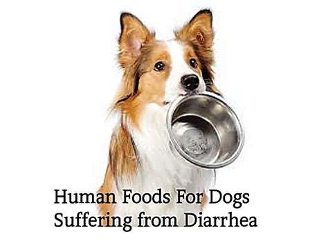 12 Human Foods To Give To Dogs With Diarrhea Or Upset Stomach Sick
