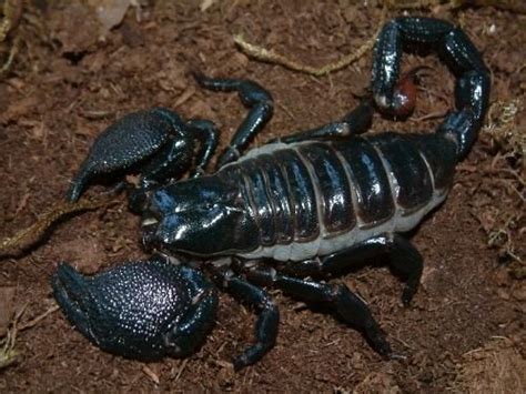 Blue Emperor Scorpion Emperor Scorpion Types Of Insects Bugs And