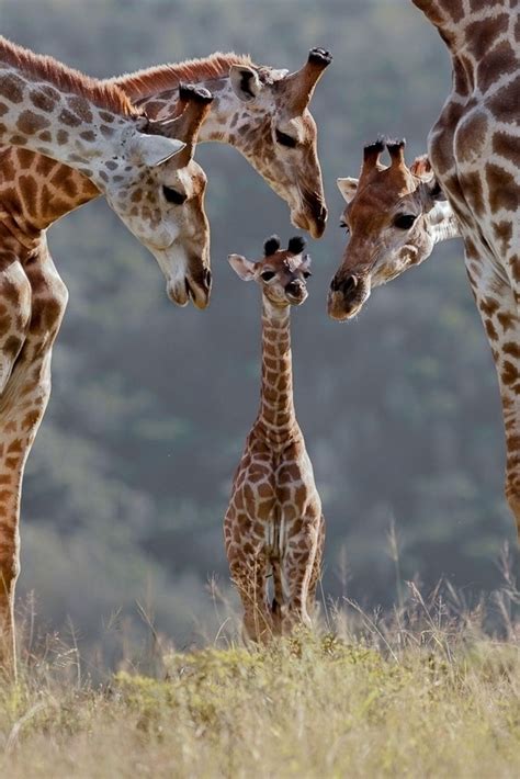 Baby Giraffe Wallpapers Top Free Baby Giraffe Backgrounds