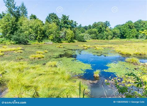 Nisqually Wetlands Landscape 2 Stock Photo Image Of Outdoors Scenic