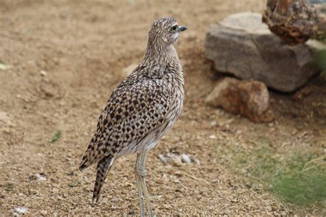 Cape Thick Knee Zoochat