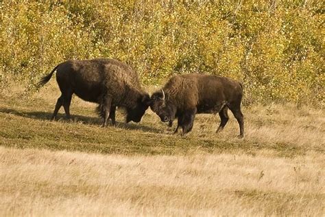 Buffalo Fighting Waterton National Park Alberta Canada Photo Mug