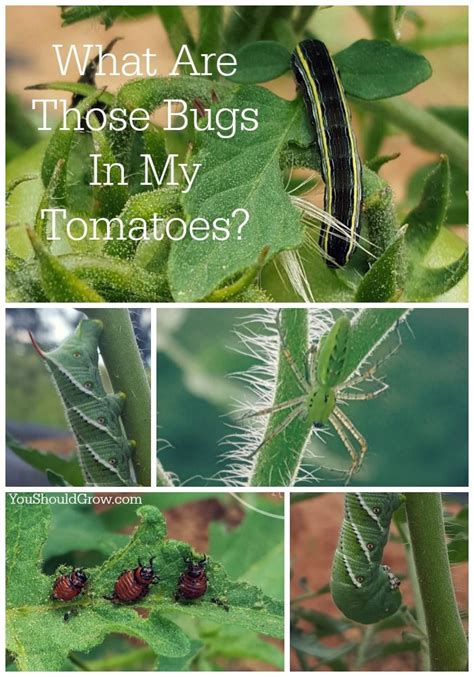 The Bugs In My Tomatoes Growing Organic Tomatoes Garden Pests