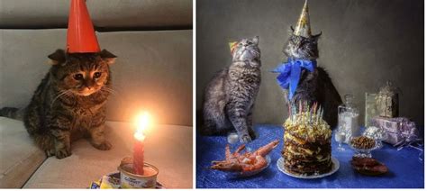 Создать мем Cat Sad Birthday Meme Sad Birthday Cat Картинки