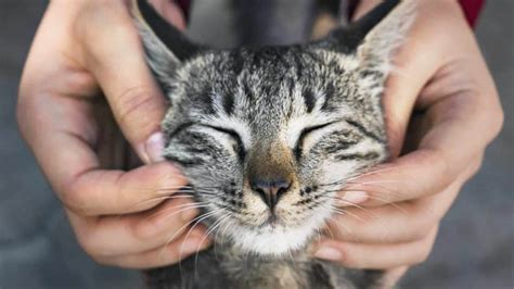 8 Signs Of A Happy Cat And How To Make Your Cat Happier