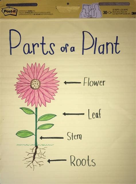 Science Anchor Chart Parts Of A Plant Plants Anchor Charts Science