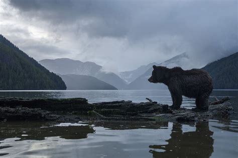 British Colombia The Great Bear Rainforest Mason Rose Private Travel