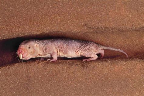 Weird Naked Mole Rat Facts Heterocephalus Glaber